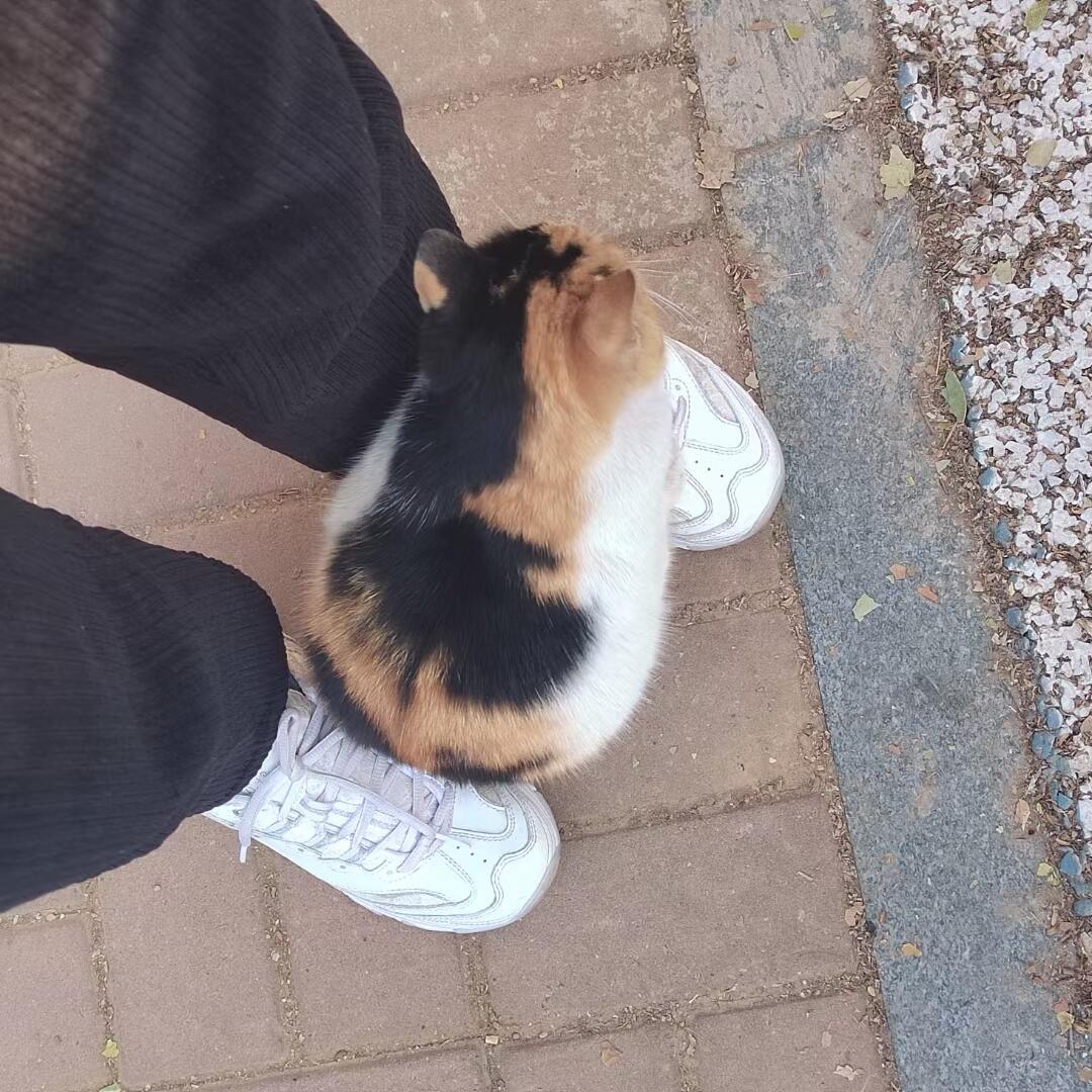 猫猫，你快起来，我还要去吃中饭呢​​​