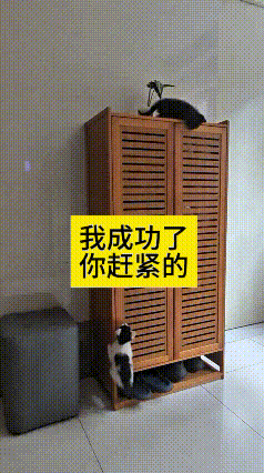 瞅见这俩小猫，心里怪有感触嘞。黑猫咪噌嘞一下就窜到柜子顶上了，花猫咪看着可眼馋