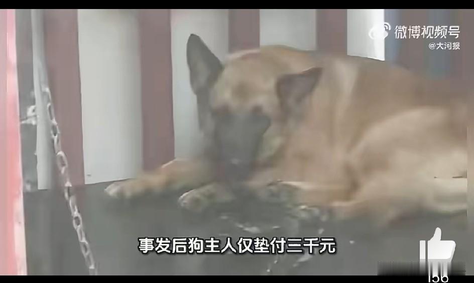 “赔3万？不可能！”这是狗主人说的最硬气的一句话。但看完整个事件，我想说:“狗