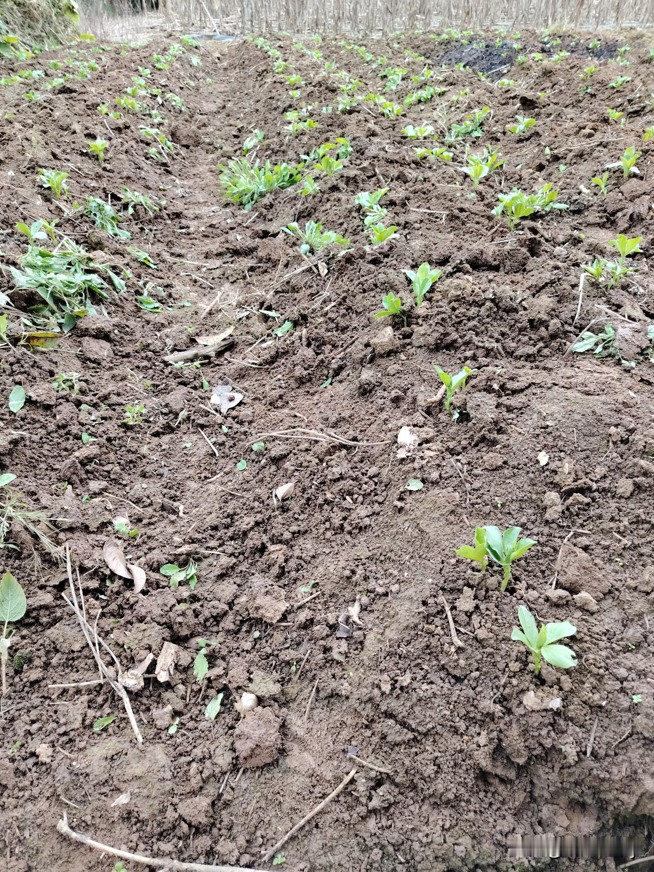 这片地是今年上半年种了棉花起的垄，也没有深翻，只是在这中间将棉花梗烧了，就一直没