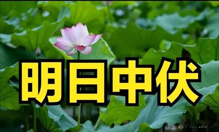 明日入中伏，老人说：今年“中伏包大暑，秋包三伏”，有啥说法？明天（7月25