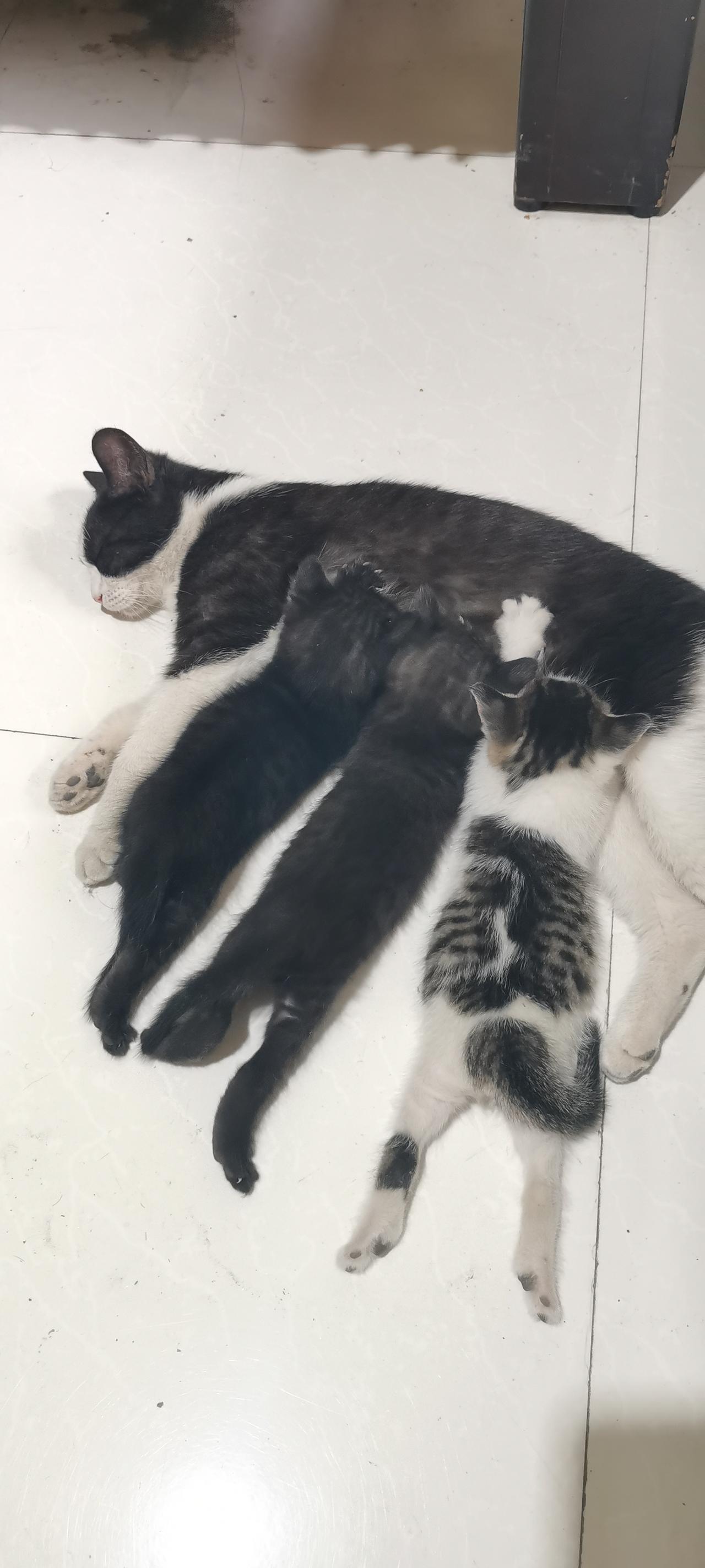 分享可爱的猫咪幼崽照片我家的猫咪。