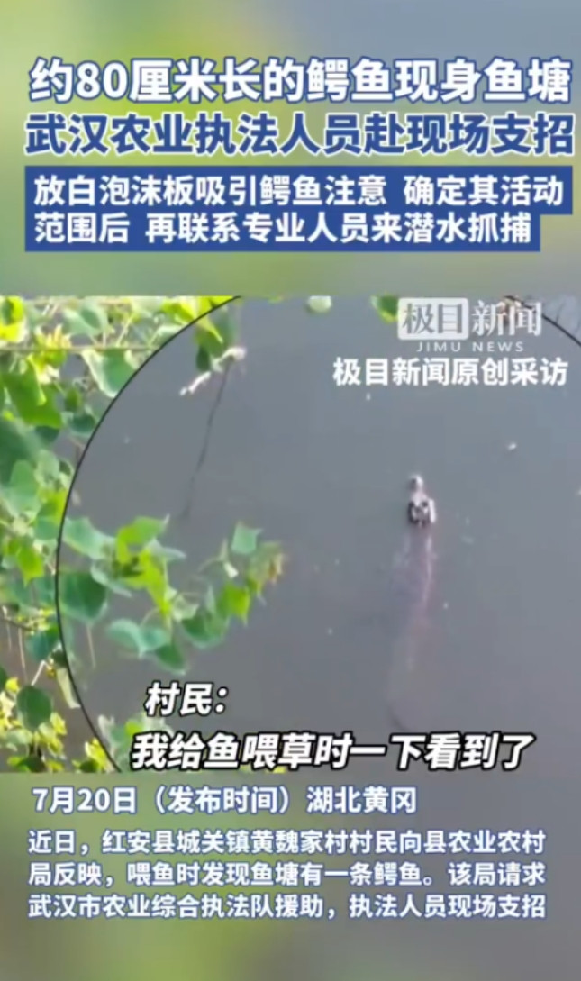 “真是吓死人了！”湖北黄冈，一村民割草喂鱼时，忽然发现水面上漂着个东西，凑近一看