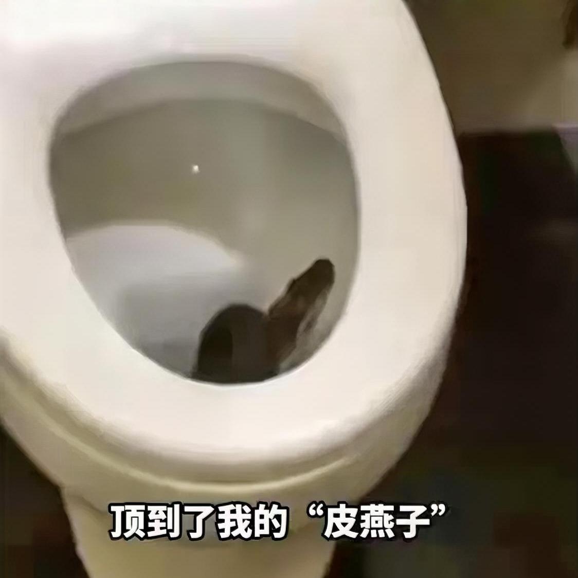 原谅我看到“皮燕子”三个字再也蚌不住了…“太有才了”。女子半夜起来上厕所，马桶突
