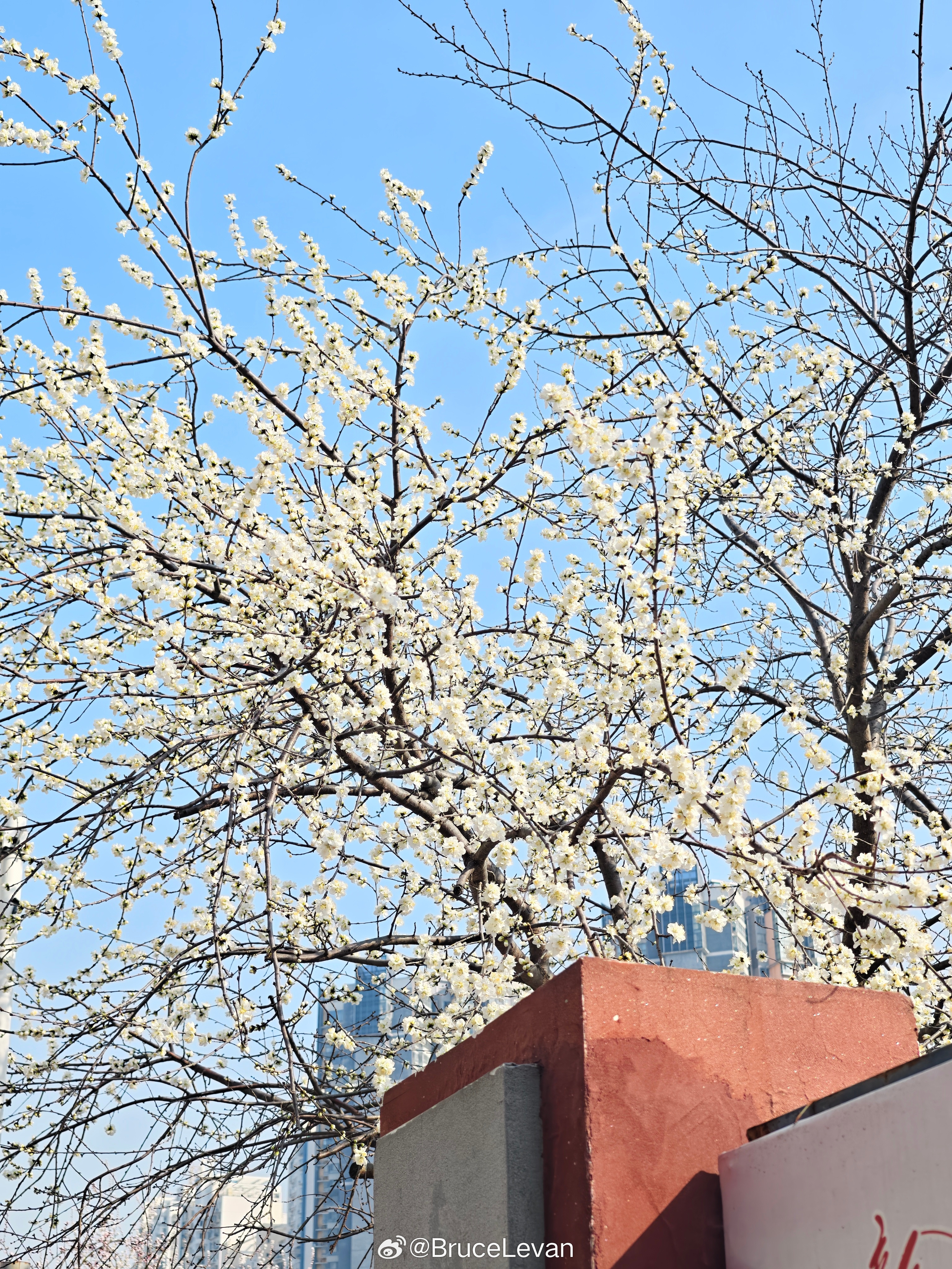 3.10十里堡桃花摄影