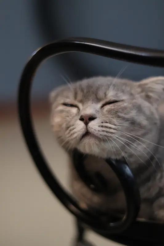 给大家分享我家猫睡觉的照片。我家猫就爱睡餐椅，照片里它正舒舒服服地窝在上面呢，我