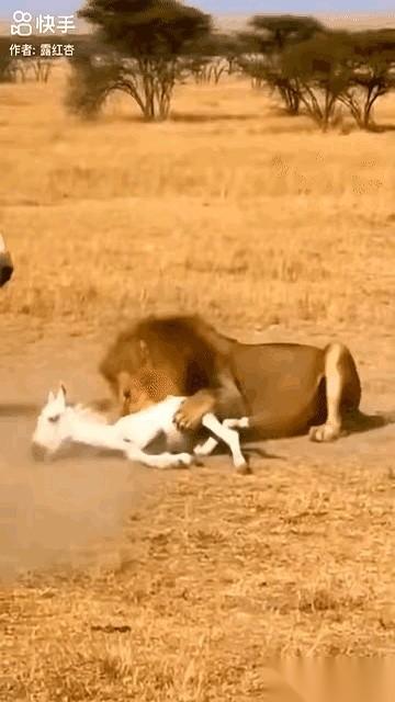 都说狮子是草原之王。今天，它碰上王炸了。我从没想过，一匹马能把一头雄狮踩在蹄