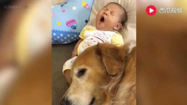 优秀的狗狗保姆: 跟二哈一起长大，父母心真大！