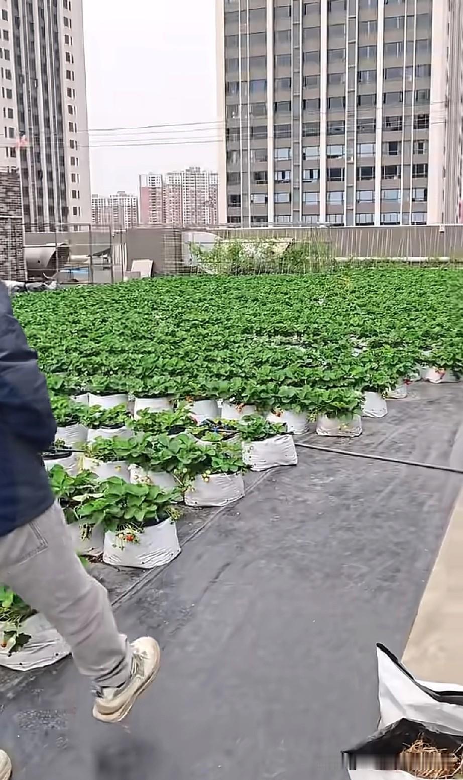 广州天台藏着整片草莓园!在广州待了十几年，见过街边的糖水铺、老巷的茶楼，却