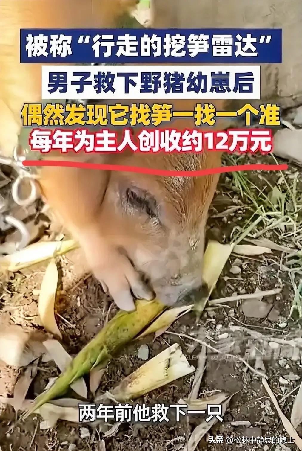 “真是来报恩的！”5月24日报道，浙江温州文成县，一名笋农两年前在山里救下一只从