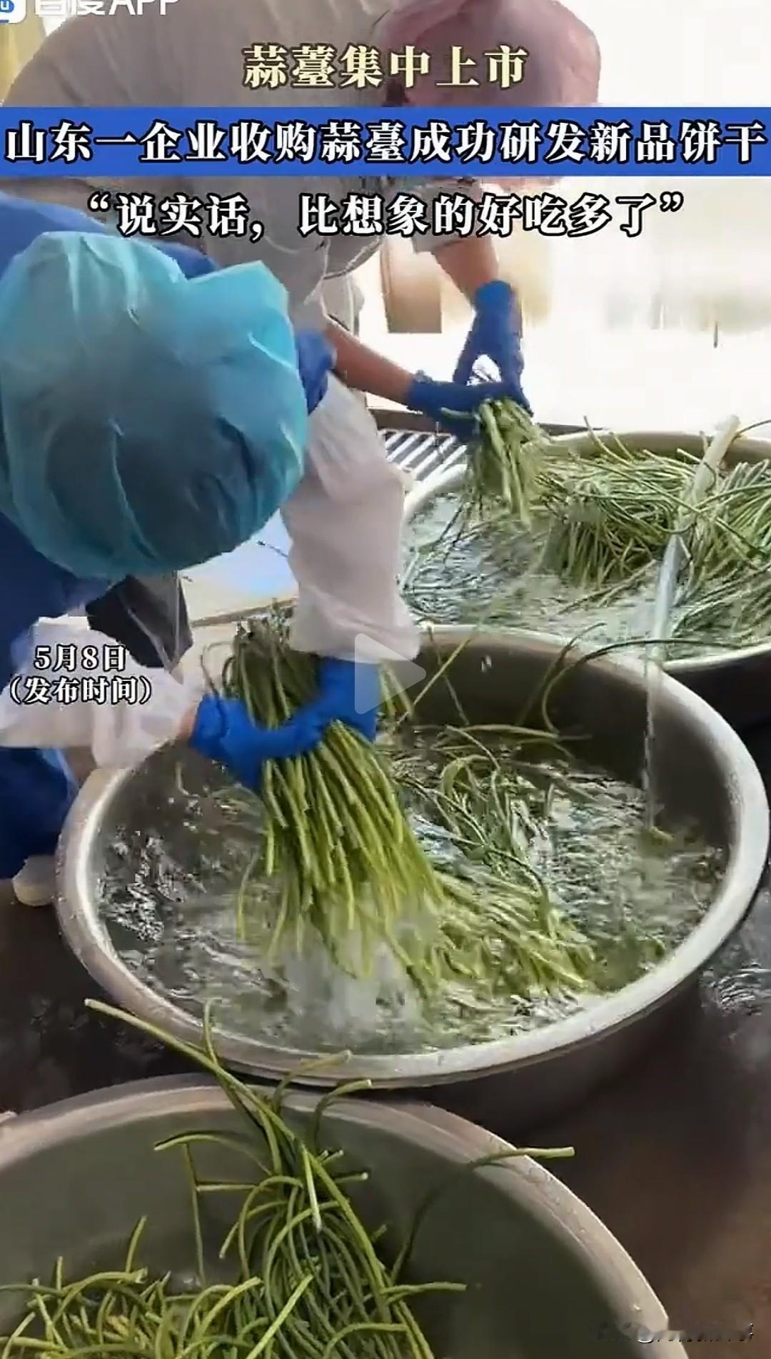 别的产区蒜薹跌到几毛一斤烂在地里没人要，山东这个小镇6万多亩蒜薹地头价却稳在3.