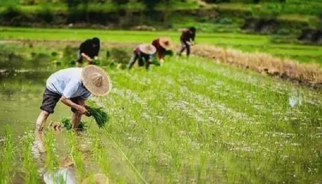 现在我们国家有一个非常矛盾的问题，都知道农民种地不赚钱，但粮食却不能涨价，因为粮