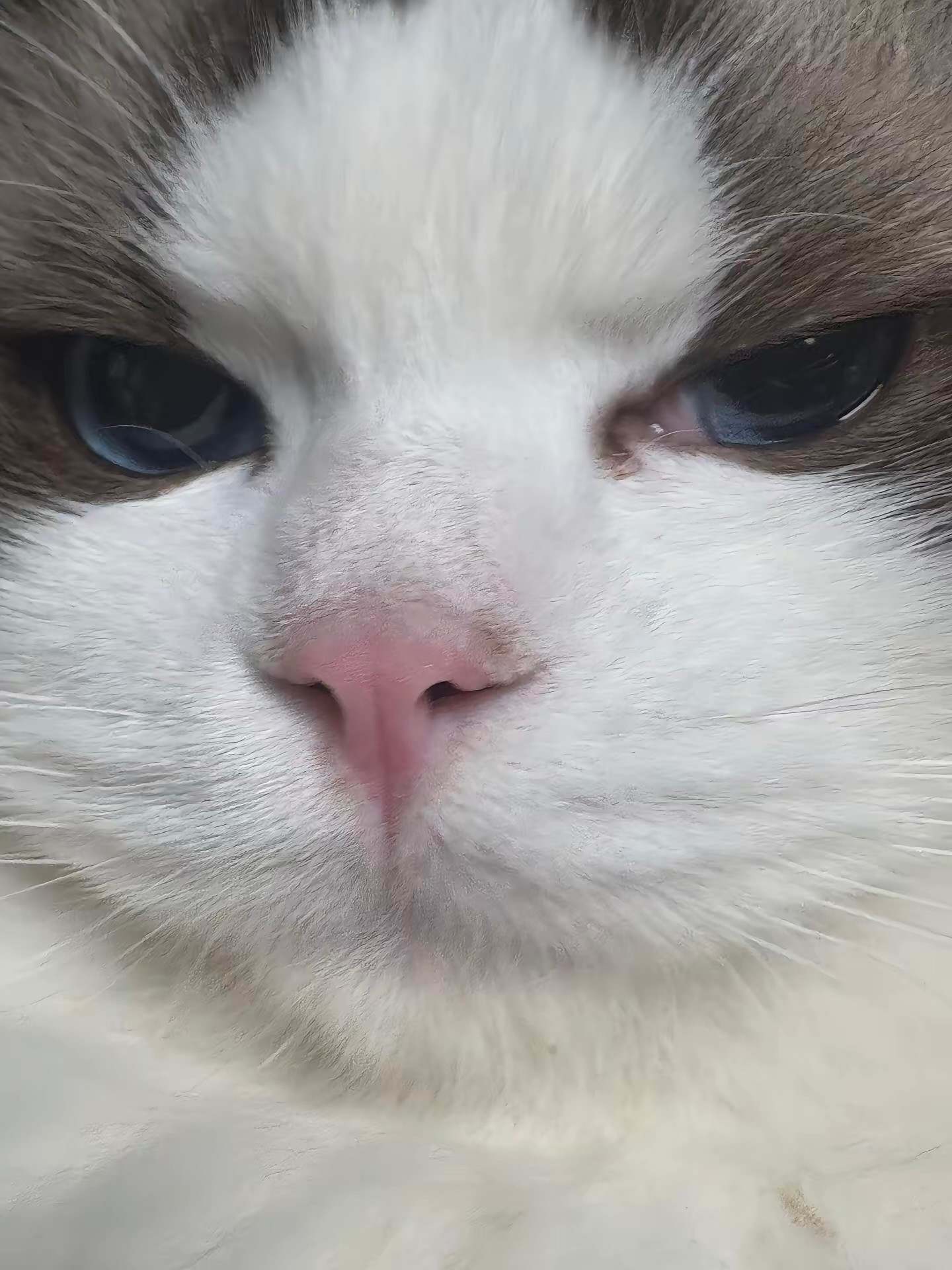 猫咪：找我什么事😾