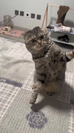 一身反骨的狸花猫[汗]