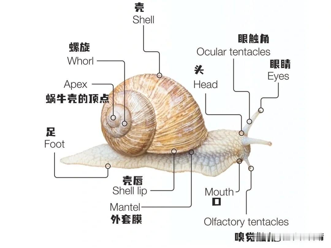 螺和蜗牛有什么区别？每次看见带螺旋硬壳的小动物总分不清：地上爬的蜗牛、水里