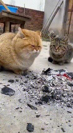 刷到一条笑疯的视频。狸猫和橘猫并排烤火，狸猫突然一个喷嚏，火堆的灰全糊橘猫脸上