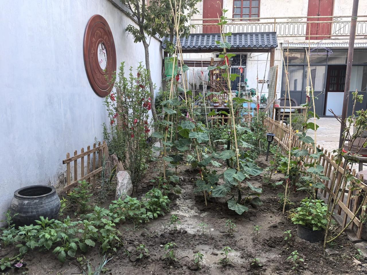 ①今年打造一个小院，种了花和菜，小院月季花开了，黄瓜，西红柿也长了出来。自己的劳