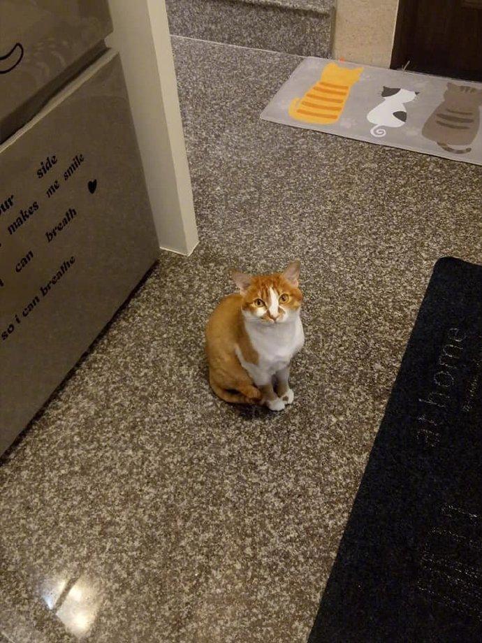 主人每次做饭，家里的喵都在旁边叫着要看，没办法，只能一边抱着一边做了...