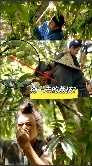 《长安的荔枝》为什么不用真的荔枝树拍摄？目前我看到的解释有3个。有人说是拍摄