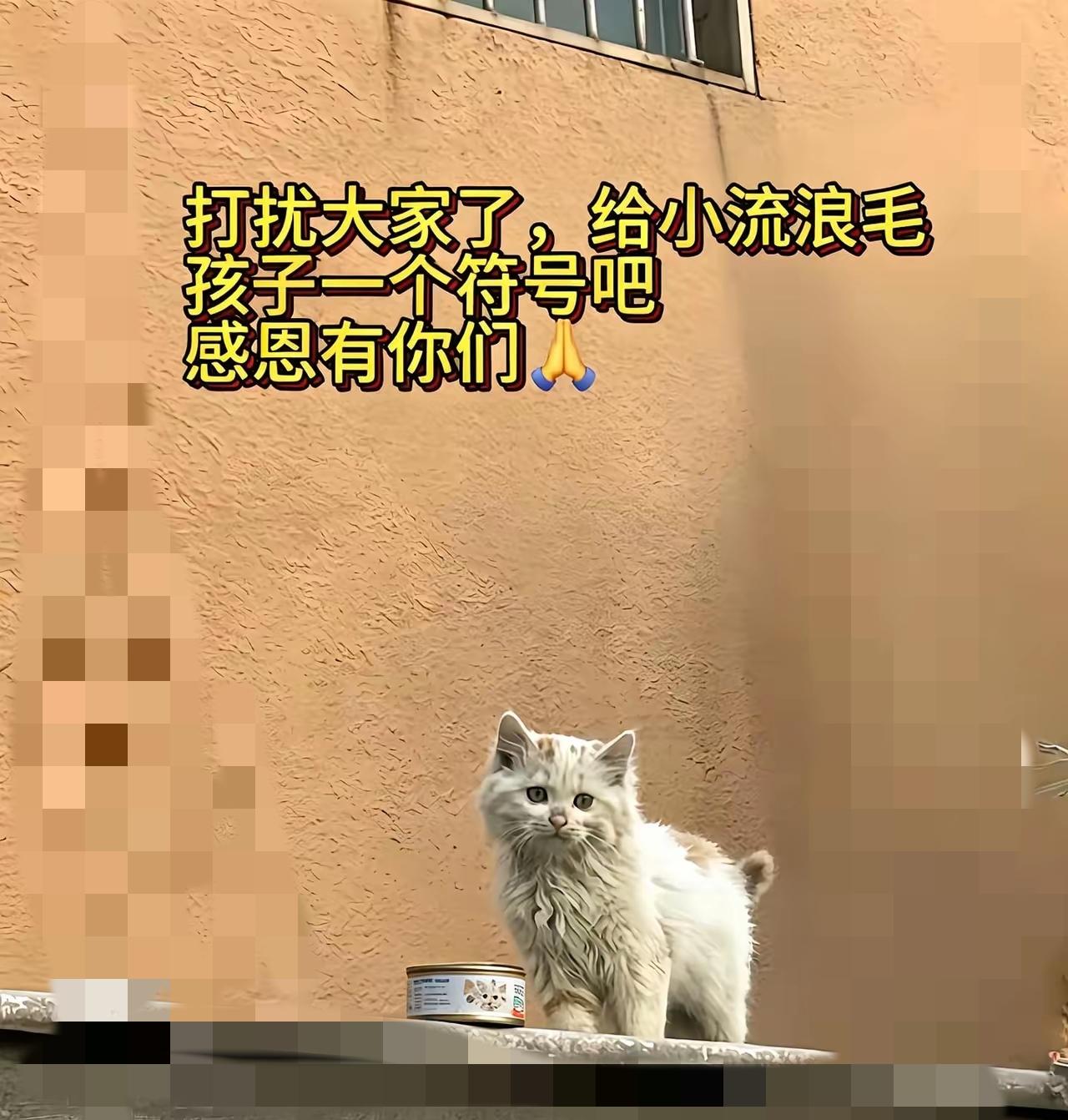 谁能扛得住流浪小猫无声的挽留，光是一个眼神就足以戳破心底最软的地方。