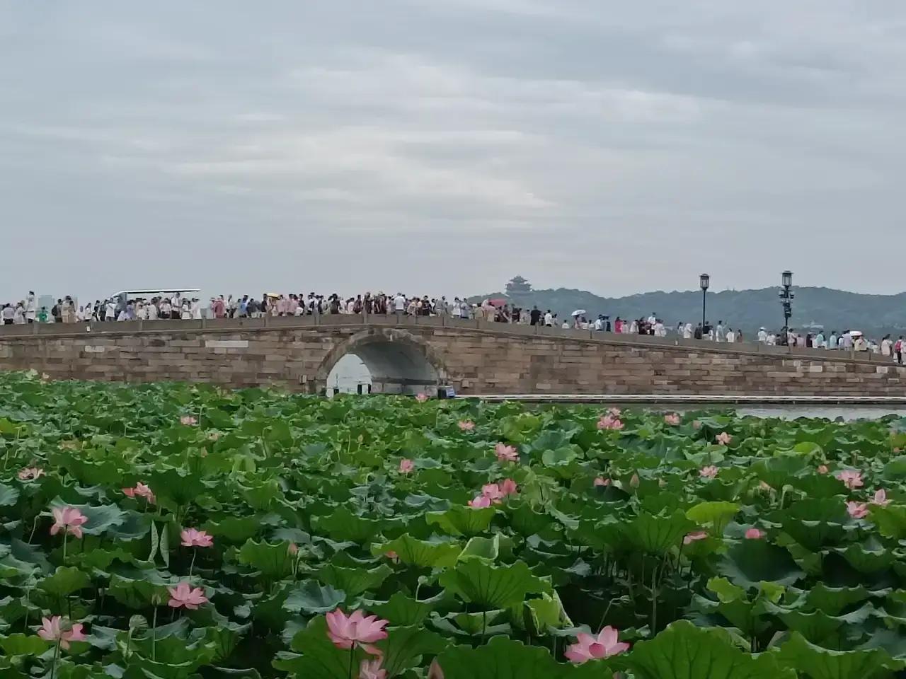 在西湖最能够感受到夏日的荷塘，一片绿意盎然，荷花点缀其间，如诗如画。
