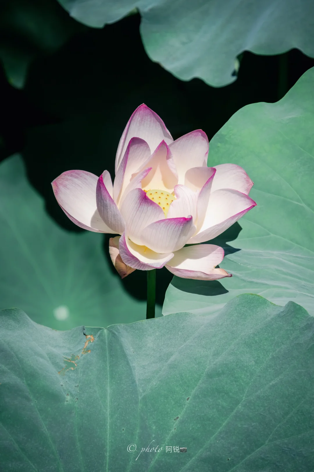 惠州西湖｜丰渚园荷花今日实况