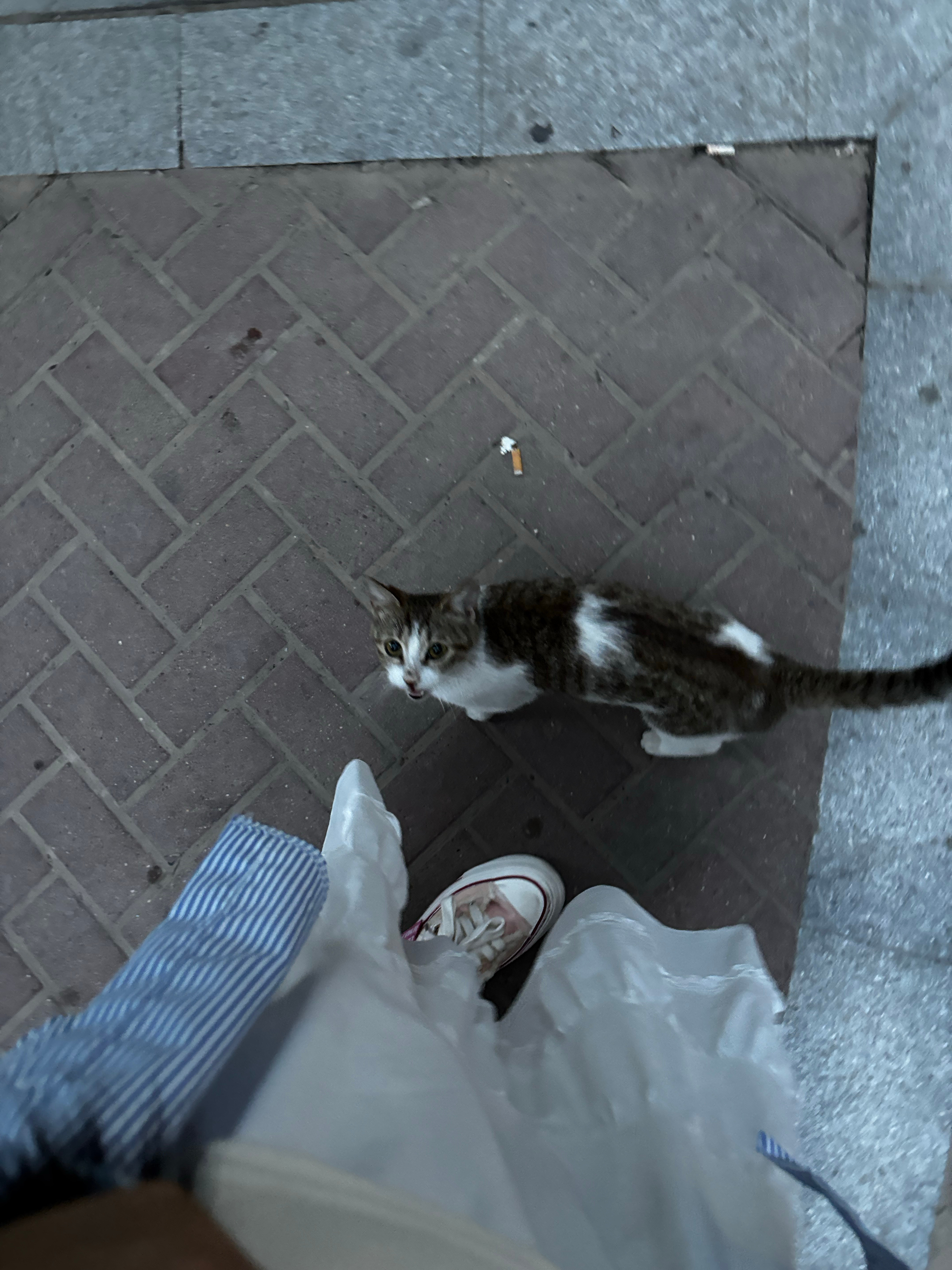 所有人严肃欣赏小猫咪🐱