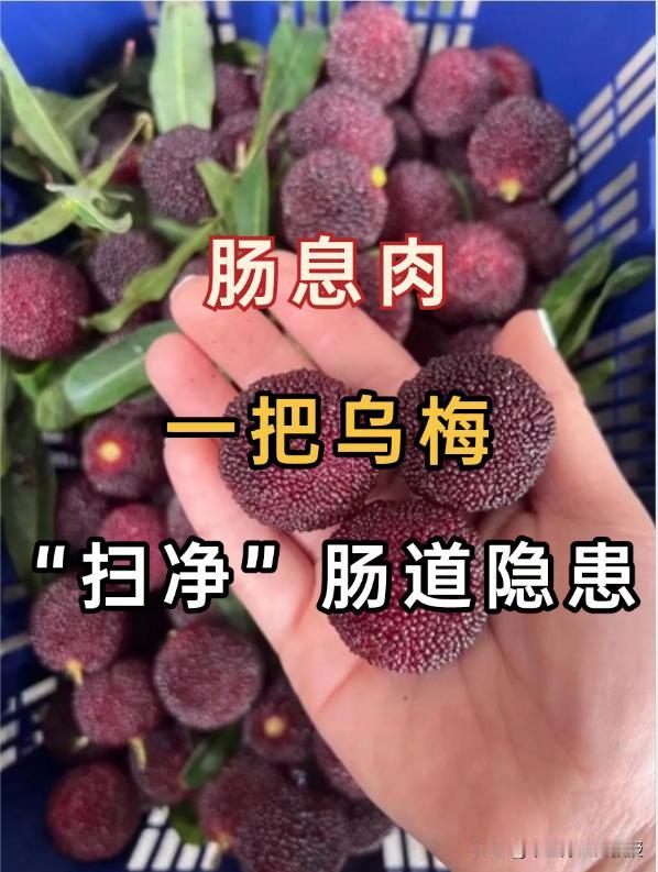 肠息肉反复？一把乌梅，帮你“扫净”肠道隐患！去年接诊了一位令人揪心的患者