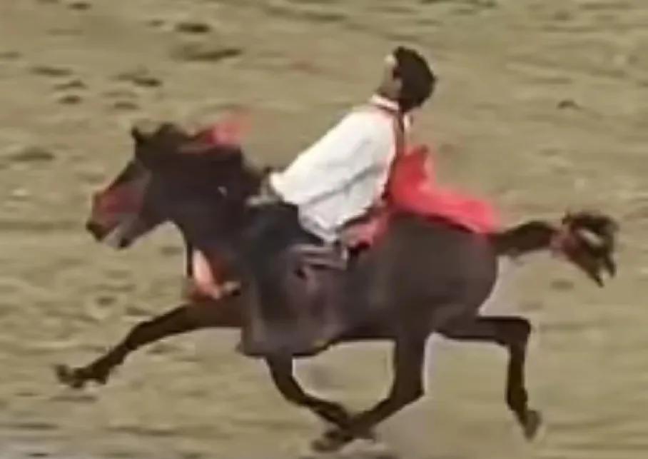 现实版“马踏飞燕”：看似乱七八糟，实则一骑绝尘一匹来自藏区的宝马火到央视、人民