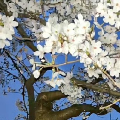 0000樱桃种植方法1.品种选择与配植-优先选适应当地气候的品种：北方选美