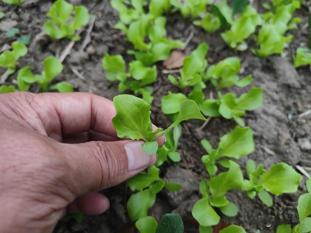晒图笔记大赛处暑白露前，正式播种生菜的时间，此时温度适宜，昼夜温差大，害虫少，光
