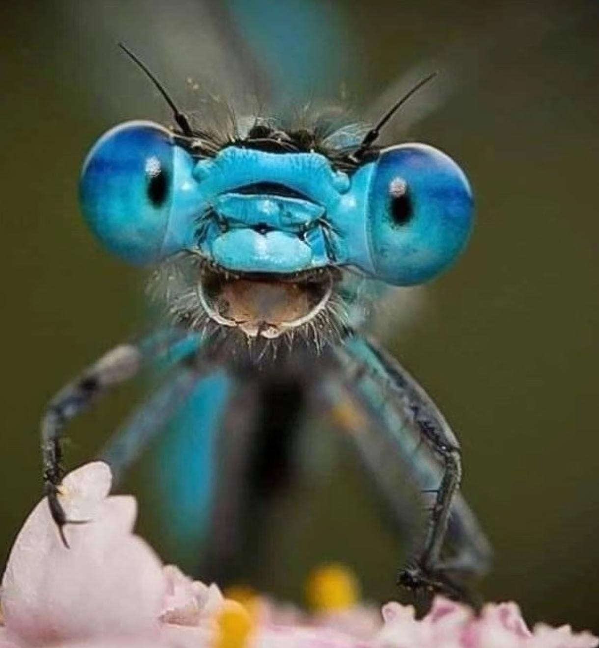 蜻蜓身上有太多黑科技，几乎不像是地球上的生物！它的头部，几乎被一对巨大的复眼