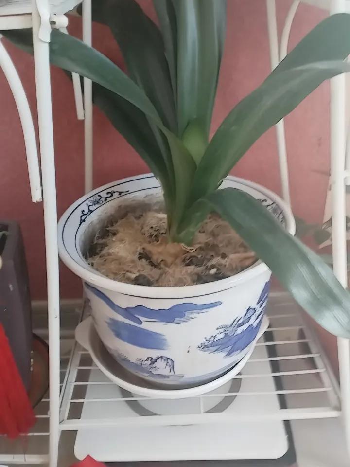君子兰为什么好几年不开花?这盆君子兰已经二年了，可是没开过花，朋友告诉我说是肥