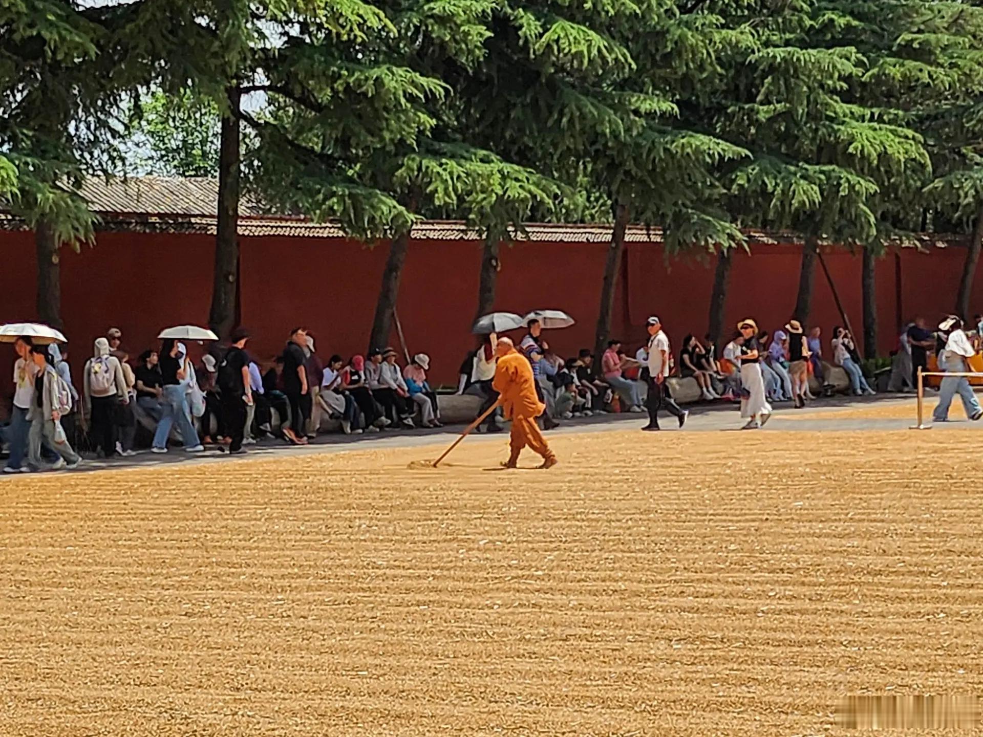 恰逢河南麦收，白马寺僧侣在晾晒麦子，诠释了什么是禅耕并重，自给自足白马寺回应僧