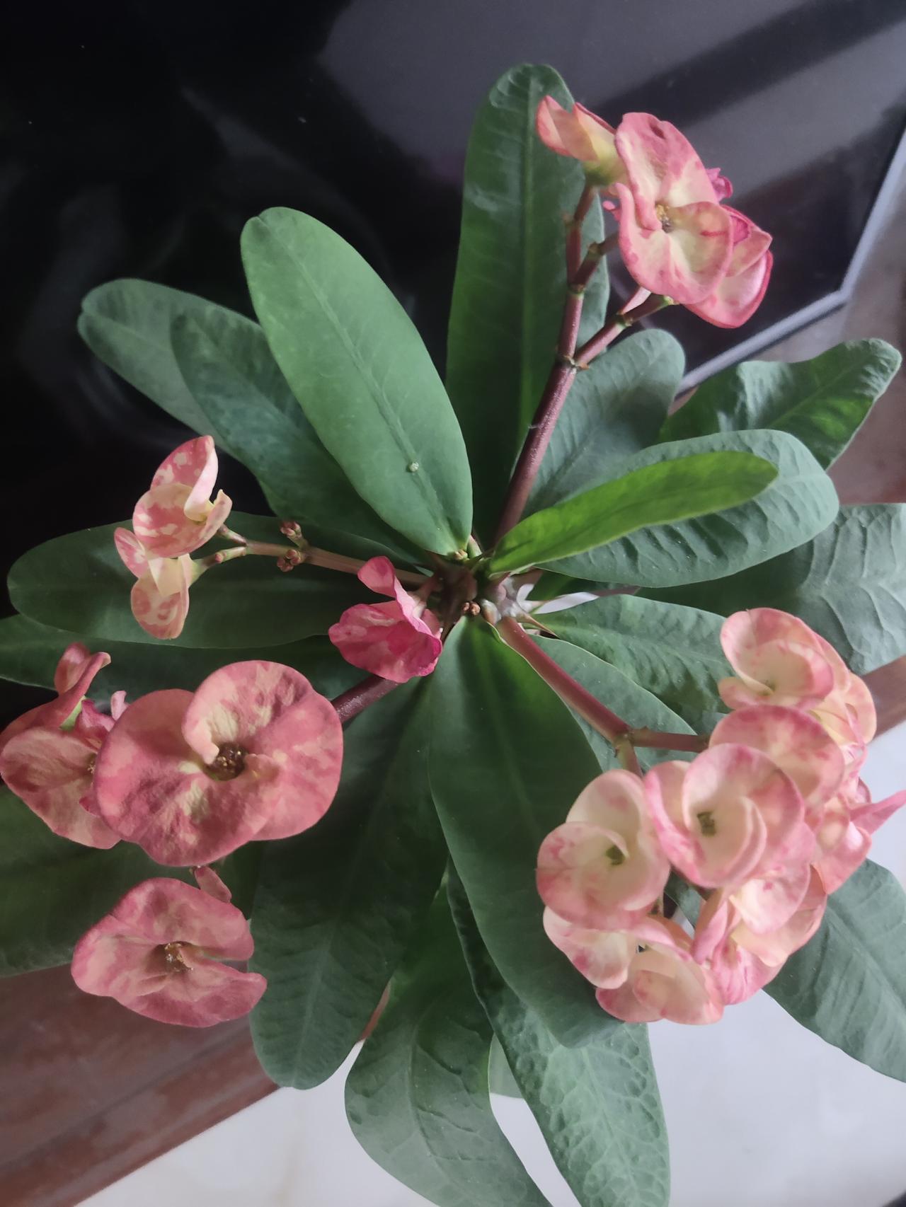 我的红虎刺梅再度绽放花朵，这盆花着实不错，一年四季花开不断。这几日花开得着实