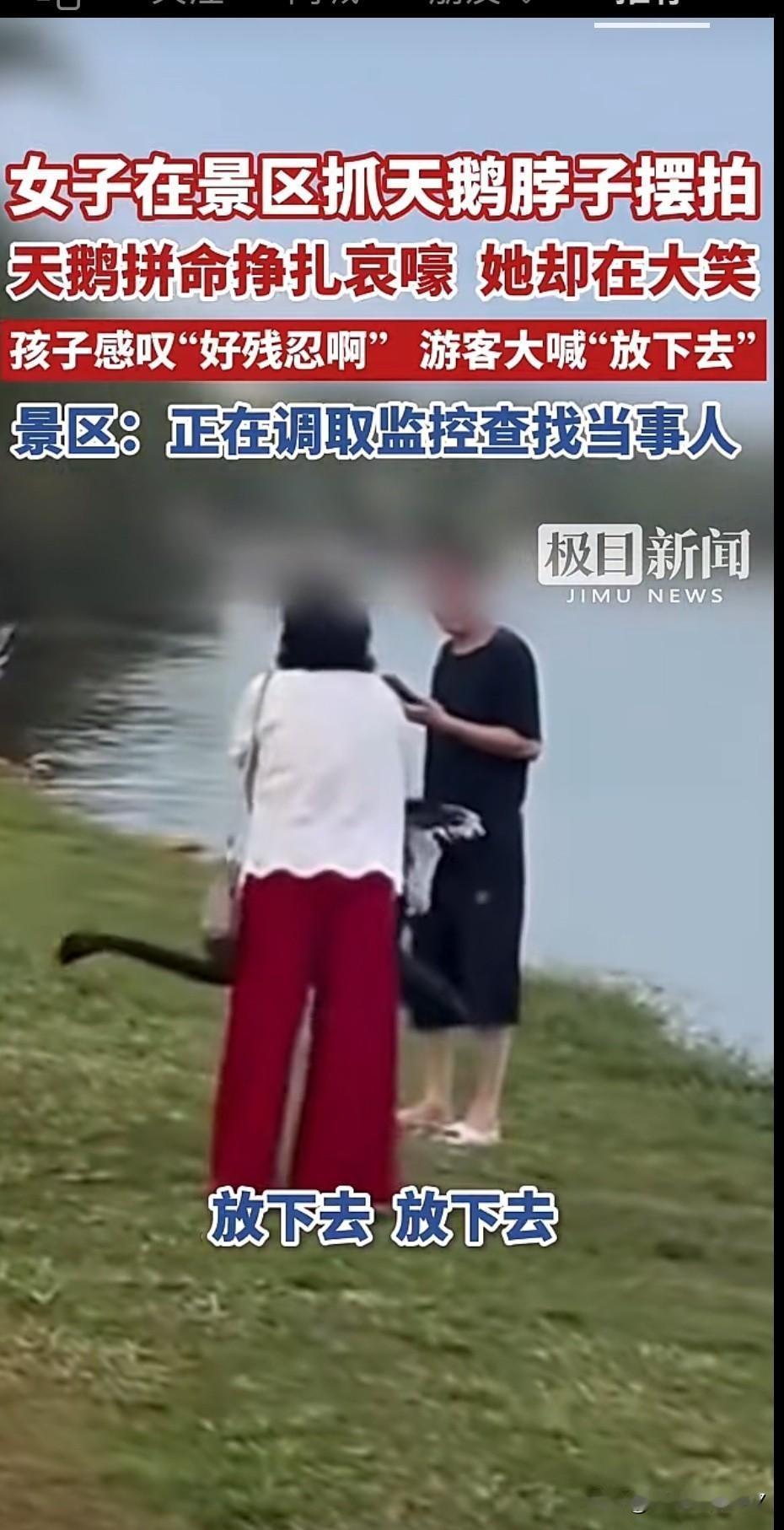 云南弥勒生态园，一个穿白衣红裤的大妈，右手死死掐住黑天鹅的翅膀。天鹅疼得张嘴哀叫