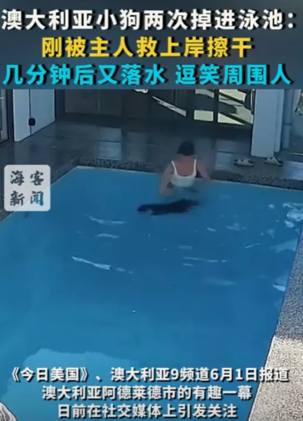 “笑不活了！”2025年4月，澳大利亚，一小黑狗不小心掉入家中的泳池，然而，它却