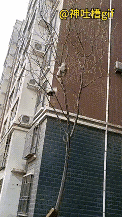 猫咪爬上树梢追喜雀，越往上爬越小心，在地面上灵动十足的猫咪一旦脱离地面变得异常笨