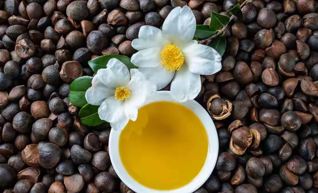 老家的高山茶油开始陆续面市了！价格可不低，一斤¥70至¥80。听捡茶籽的人说