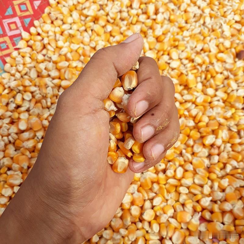 我国不用玉米做主食，为什么玉米仍成为重要粮食作物？在我国玉米当主食，鲜玉米，