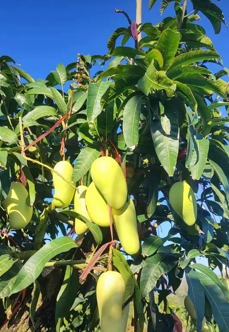 老杨和老刘在一所乡村学校工作近30年，都是1983年任民办教师，老杨是1983年