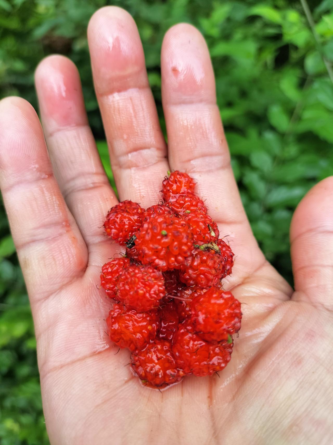 又到了吃野果子的时候了，小小的一颗，是红色，有点像野草莓，味道是甜的，但摘在手上