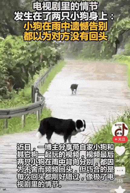 太有灵性了！四川，女生遛完狗，准备带狗狗回家，不料，狗狗跑了几步突然停下，转头望