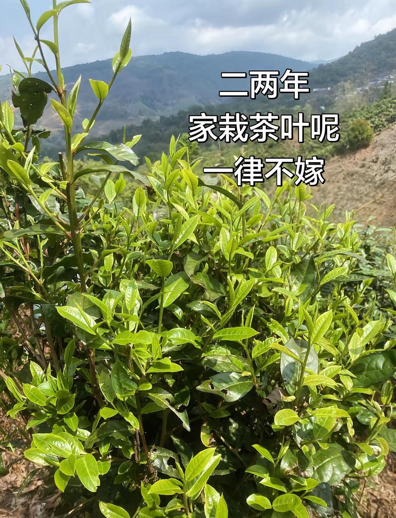 山卡卡跟个风哈哈