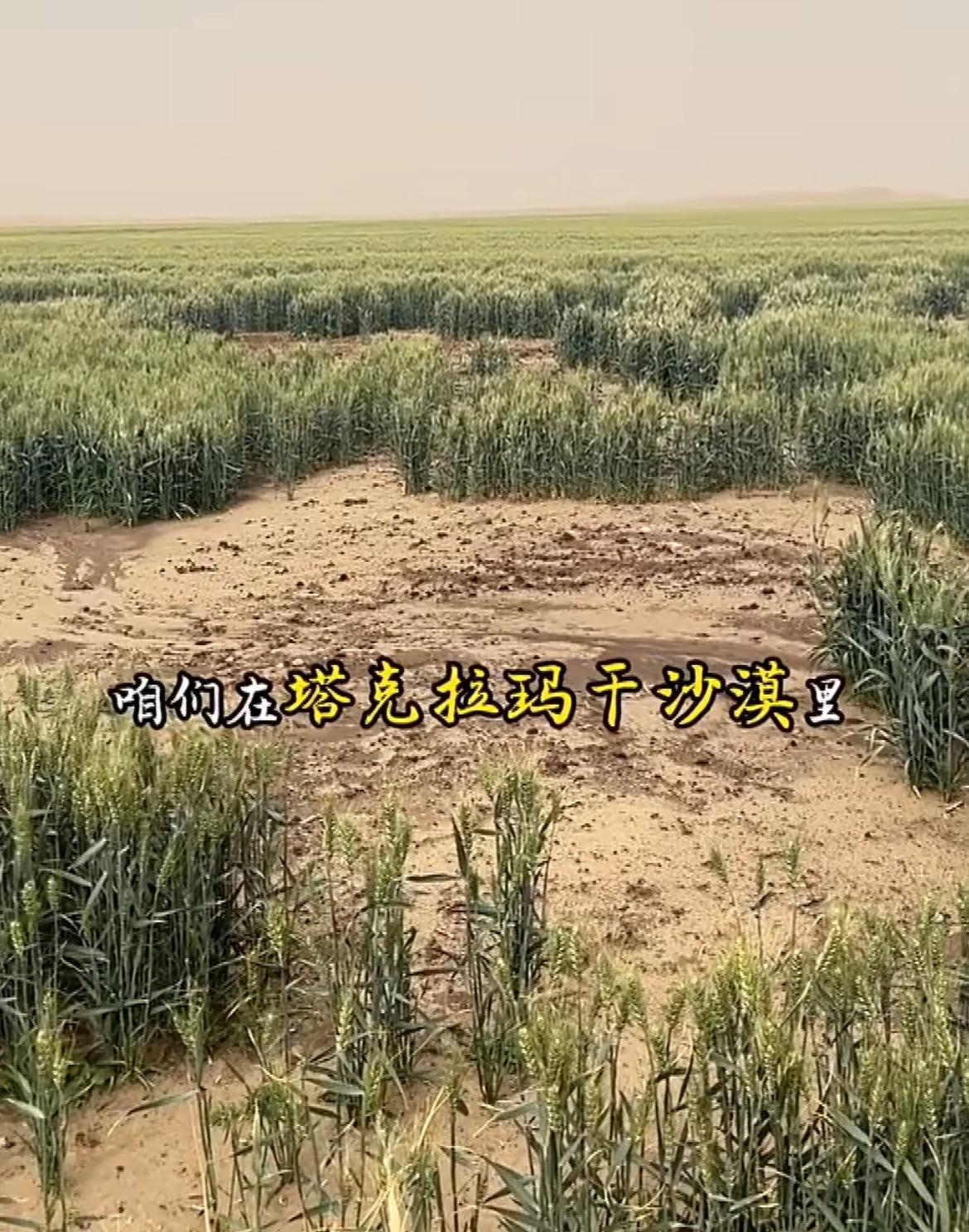 沙漠变绿洲也就算了，竟然还可以种粮食，这让外网网友大跌眼镜“这才是真正的环保，而