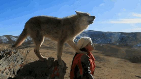 1.5米刀对狼是什么概念？相当于你赤手空拳去打一个手里握着长矛的巨人！人类的战斗