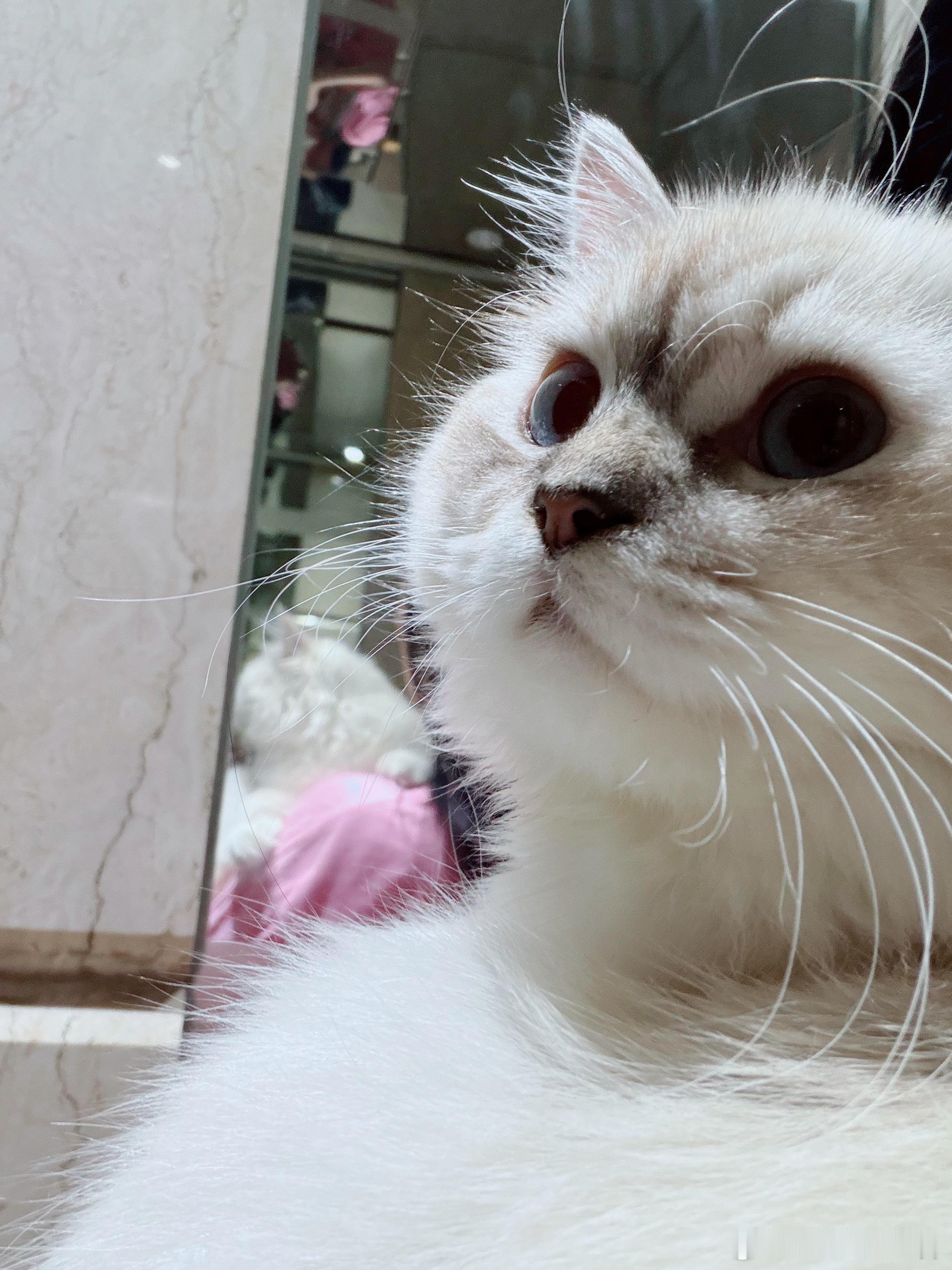 猫妈妈接纳孤儿小猫其实小猫特别通人性的，如果你把外边捡到小流浪经过隔离期之后，放