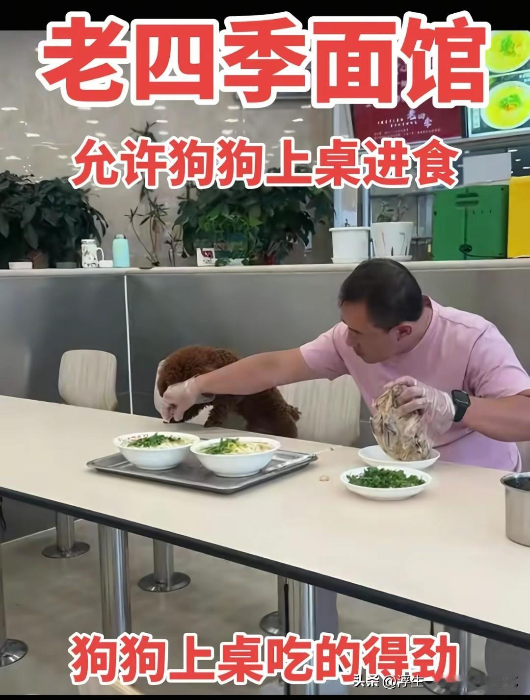 “狗进饭店”的风，终于刮到了沈阳。沈阳老四季面馆这下遭殃了，之前就有不少饭馆因为