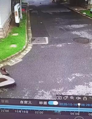 清晨小区里，德牧与小型犬突然冲突，吓得路人慌忙避让，好好的宁静被这场意外搅乱。