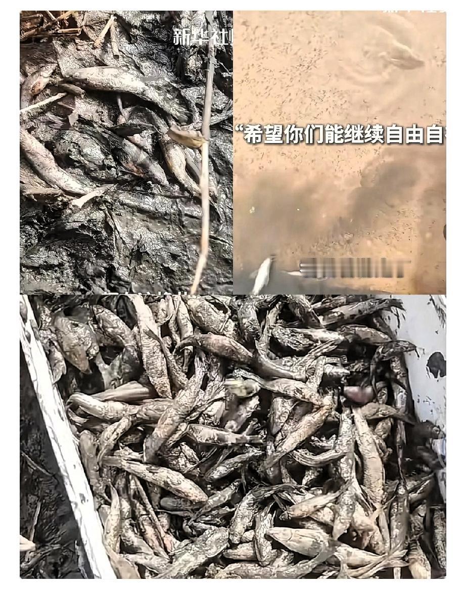 泪目了！新疆的胡杨林，闻名遐迩，每年都有成千上万的游客前来观赏。可是，这